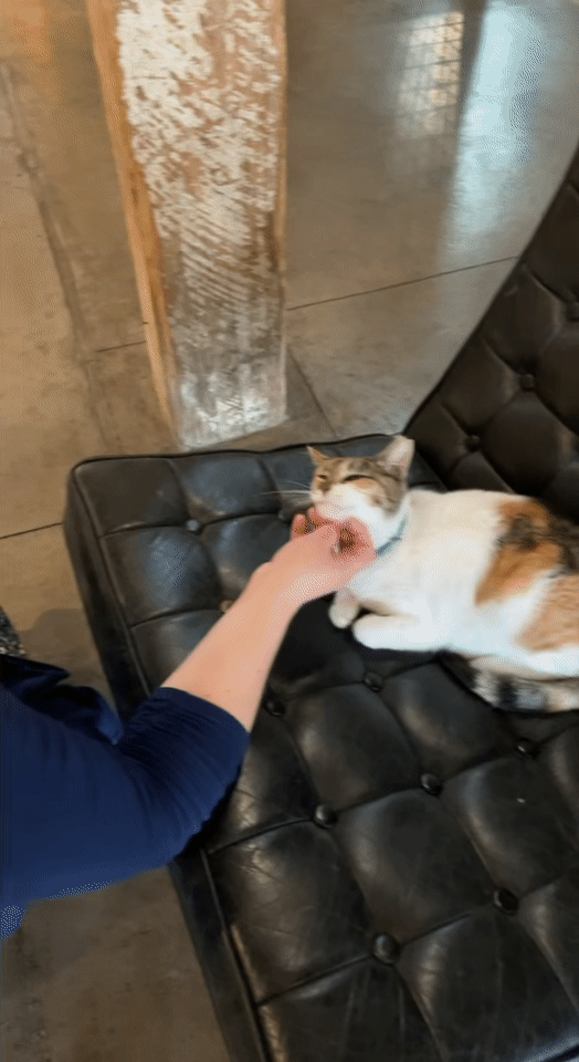 A GIF of Rye the distillery cat, sitting on the couch at Kentucky Peerless Distillery..